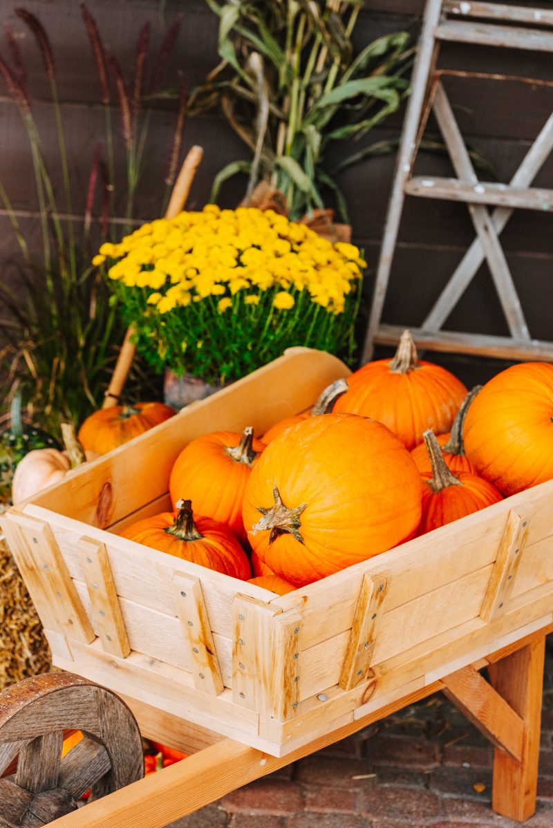 wooden wheelbarrow full of pumpkins 