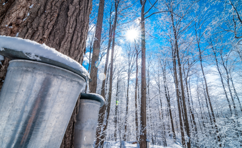 Maple tap buckets on trees in the sunlight